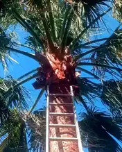 İskenderun'da Ağaçtaki Kedi Kurtarıldı