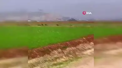 Beceriksiz Avcı ve Komik Domuz Koşuşturması!