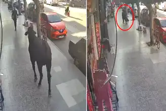 Firari Angus Vatandaşı Yaraladı!