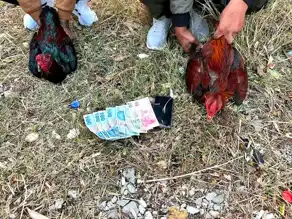 Hatay'da Horoz Dövüşü Baskını: 14 Gözaltı