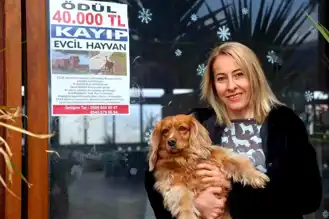 40 Bin TL Ödüllü Kayıp Köpek: Çilek