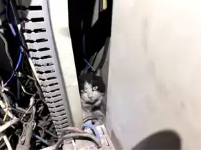Hatay'da Panoda Mahsur Kalan Kedi Kurtarıldı!