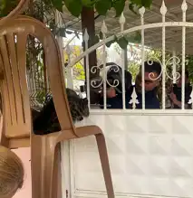 Hatay'da Kedi İtfaiyeye Emanet Edildi!