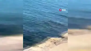 Oltasına Martı Takıldı! Amatör Balıkçı Şaşkına Döndü