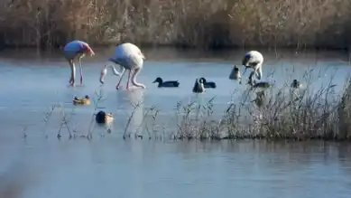 Milleyha'da Nadir Flamingo Ziyaretçileri