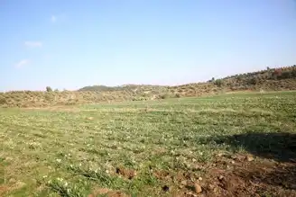 Antakya'da Nergis Tarlası Ziyaretçilerini Büyüledi