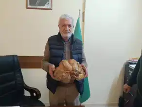 Dev Boyutta Tatlı Patates Rekoltesi!