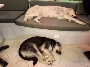 Samandağ Kafesi Sokak Köpeklerine Sıcak Yuva Oldu