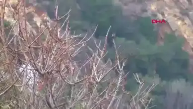 Türkiye'de İlk Kez Filistin Nektarkuşu!
