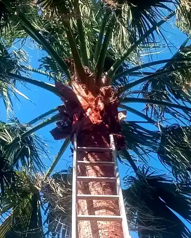 İskenderun'da Ağaçtaki Kedi Kurtarıldı