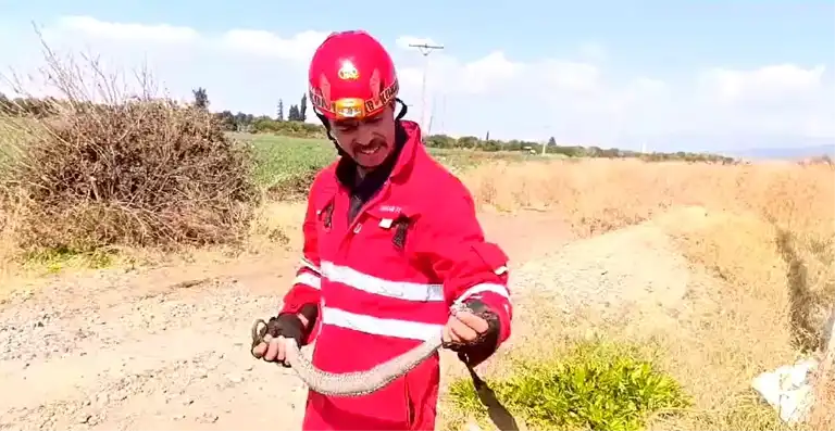Dörtyol'da Bahçeye Giren Yılan Yakalandı