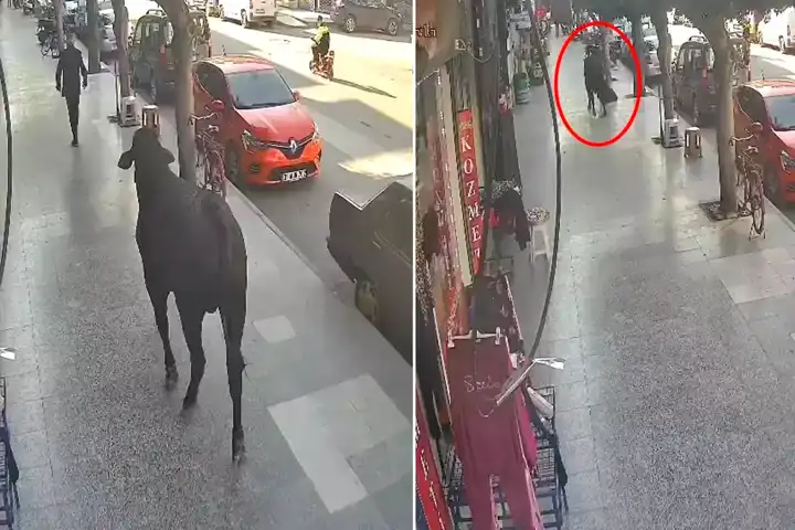 Firari Angus Vatandaşı Yaraladı!