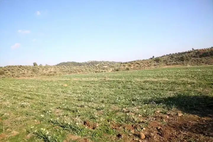 Antakya'da Nergis Tarlası Ziyaretçilerini Büyüledi
